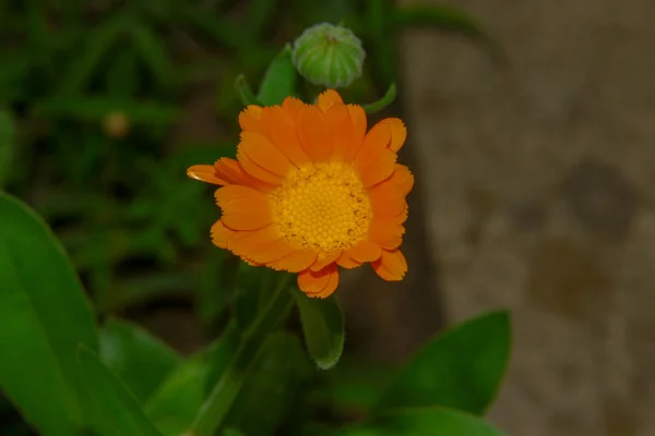 Belle Fleur Jaune Dans Jardin — Photo