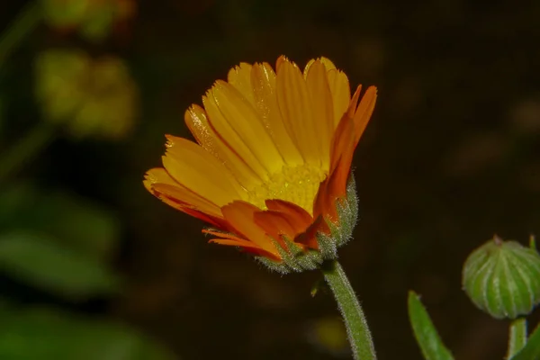 花园里美丽的黄花 — 图库照片