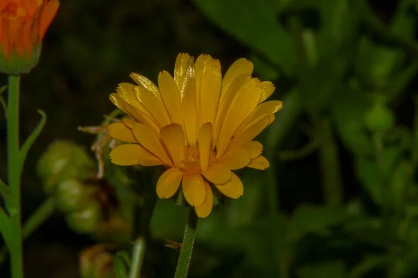 Beautiful Yellow Flower Garden — Stock Photo, Image