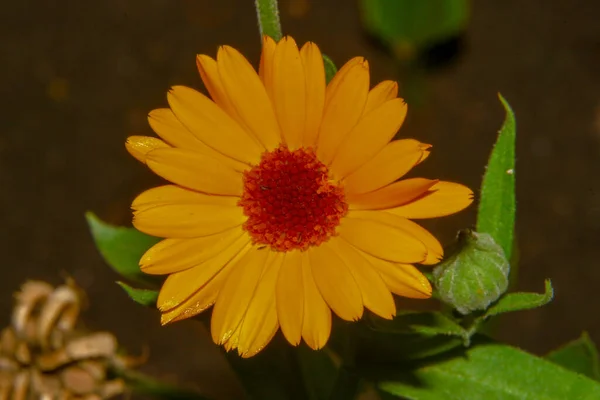 Beautiful Yellow Flower Garden — Stock Photo, Image