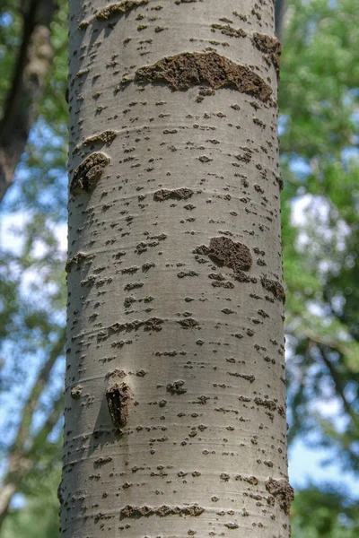 Kroon Schors Van Bomen Het Park — Stockfoto