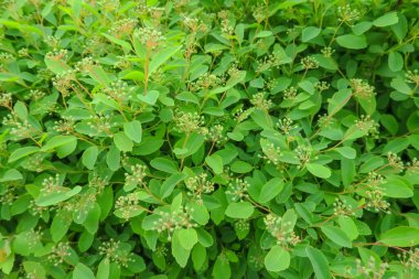 Yaz parkında güzel yeşil yapraklar