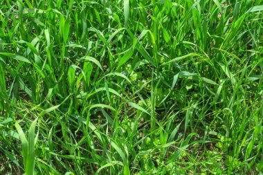 Yaz parkında güzel yeşil yapraklar