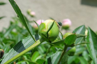 Yaz parkında güzel yeşil yapraklar