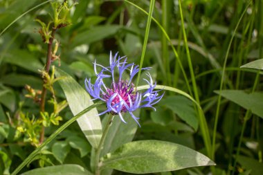 Yaz parkında güzel yeşil yapraklar