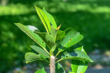Yaz parkında güzel yeşil yapraklar