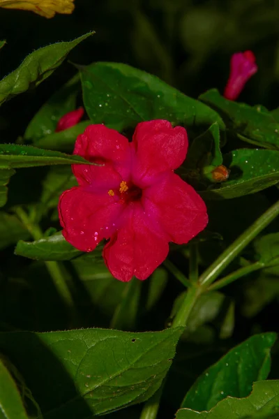 Fleur Rouge Bordeaux Dans Jardin — Photo