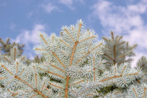 Gyönyörű Zöld Ágak Egy Karácsonyfa Kertben — Stock Fotó