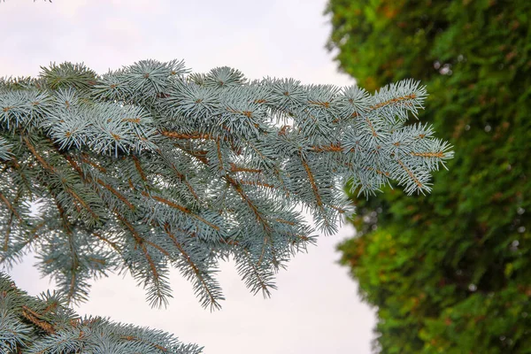 Prachtige Groene Takken Van Een Kerstboom Tuin — Stockfoto