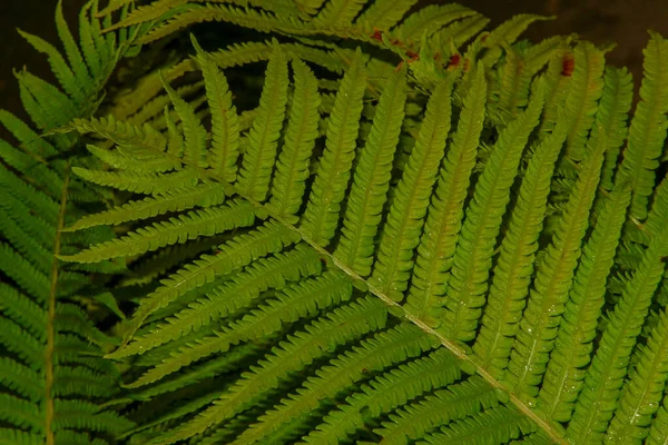 Piękne Zielone Liście Ogrodzie Deszczu — Zdjęcie stockowe