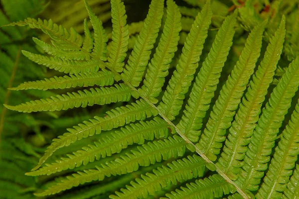 Hermosas Hojas Verdes Jardín Después Lluvia —  Fotos de Stock