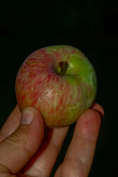 Grüne Äpfel Garten Nach Dem Regen — Stockfoto