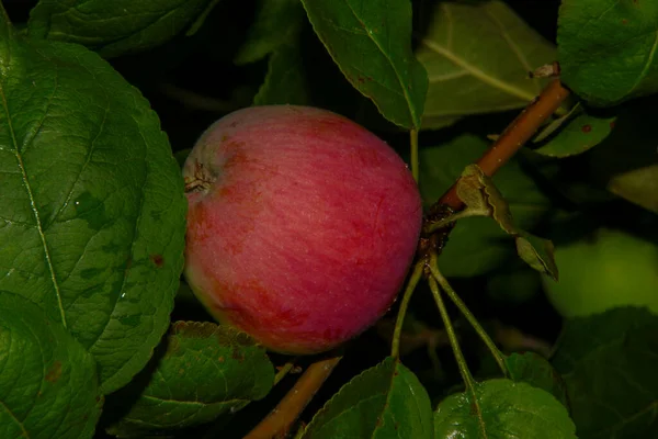 Manzanas Verdes Jardín Después Lluvia — Foto de Stock