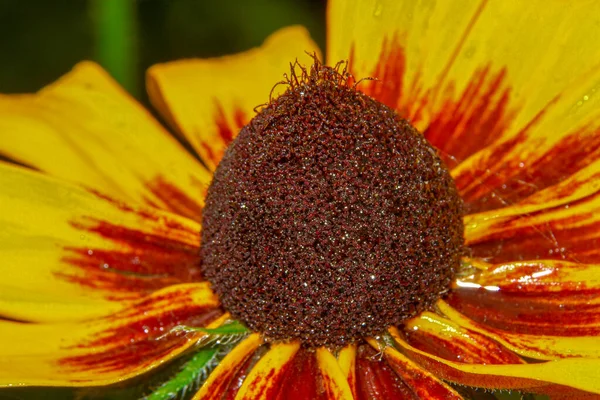 Yellow-black flower with petals in the garden