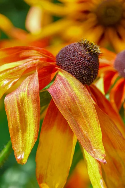 Sárga Fekete Virág Szirmokkal Kertben — Stock Fotó