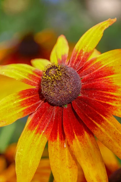 Gul Svart Blomma Med Kronblad Trädgården — Stockfoto