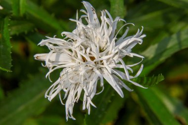 Çiçek bahçesinde yaprakları olan yaşlı beyaz-sarı çiçek