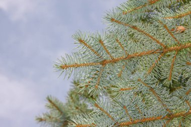 Bahçedeki Noel ağacının genç yeşil dalları