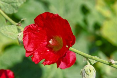 Red flower petals on a background of green grass near the road