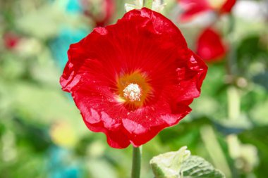 Red flower petals on a background of green grass near the road