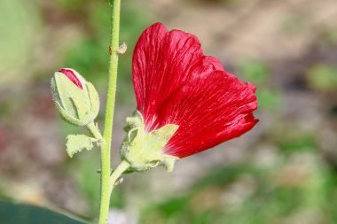 Red flower petals on a background of green grass near the road