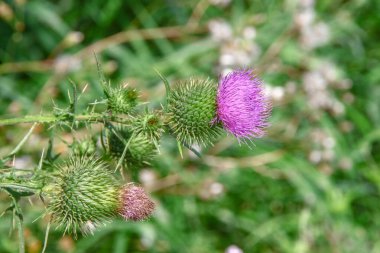 Yolun yakınındaki bir tarlada mor dulavrat otu.
