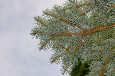 Bahçedeki Noel ağacının genç yeşil dalları