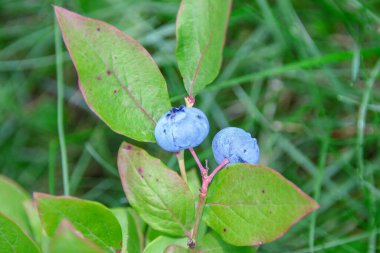 Bahçedeki yeşil çimlerin üzerinde yabanmersini böğürtlenleri