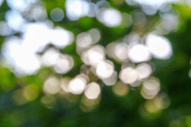 Arkaplanda yeşil elma yapraklarının üzerine çoklu renkli güneş ışınları.