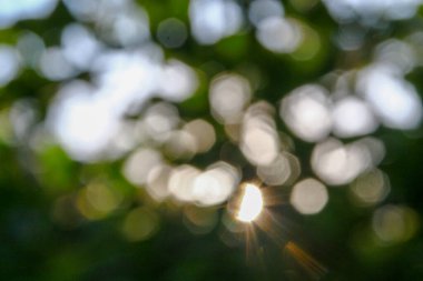 Arkaplanda yeşil elma yapraklarının üzerine çoklu renkli güneş ışınları.