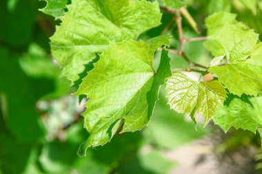 Bahçede yeşil üzüm yaprakları