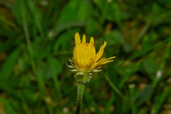 Pequena Flor Amarela Com Pétalas Fundo Grama Verde — Fotografia de Stock