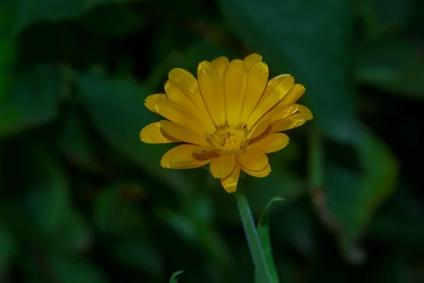 Pequeña Flor Amarilla Con Pétalos Sobre Fondo Hierba Verde —  Fotos de Stock