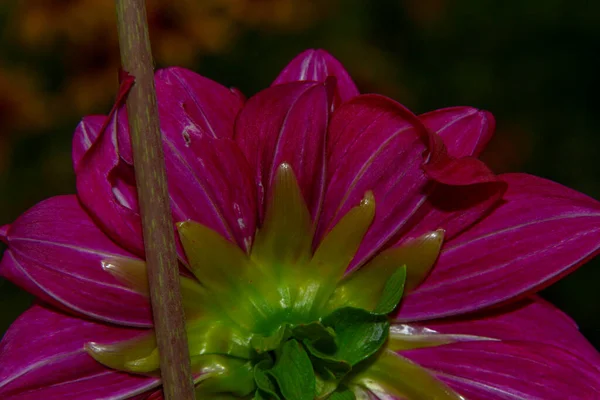 Fiore Rosso Con Petali Giardino — Foto Stock