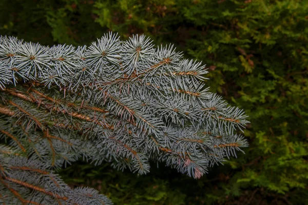 Las Ramas Verdes Jóvenes Árbol Navidad Jardín —  Fotos de Stock