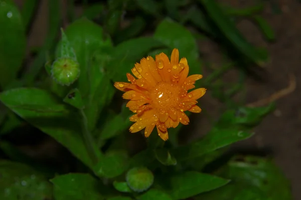 Маленький Желтый Цветок Капельками Воды Лепестках Саду — стоковое фото