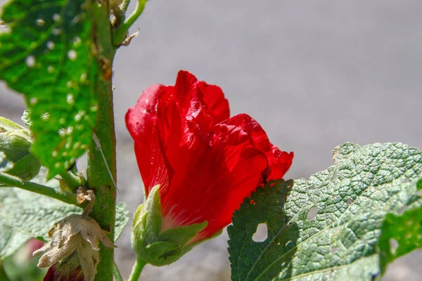 Red Flower Petals Background Green Grass Road — Fotografia de Stock