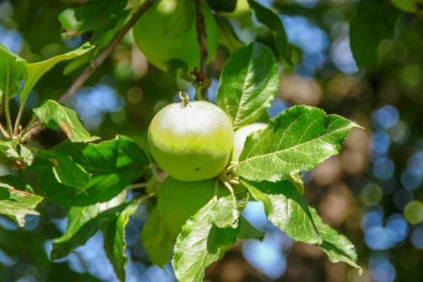 Kleine Grüne Äpfel Und Grüne Blätter Einem Apfelbaum Garten — Stockfoto