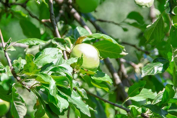 Little Green Apples Green Leaves Apple Tree Garden — Φωτογραφία Αρχείου