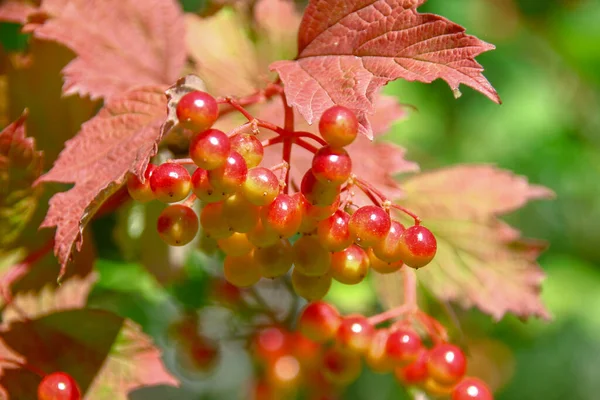 Rot Grüne Viburnum Beeren Auf Einem Strauch Garten — Stockfoto