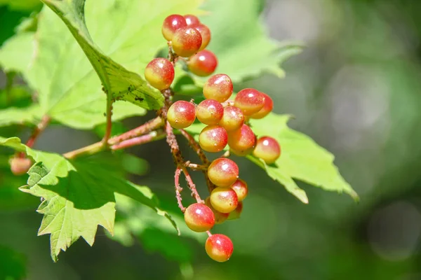 Red Green Berries Viburnum Bush Garden — Stock Photo, Image
