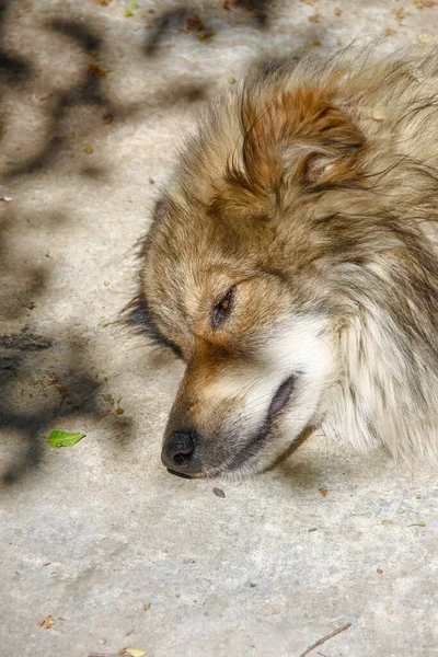 Hunden Skuggan Eftersom Han Het — Stockfoto