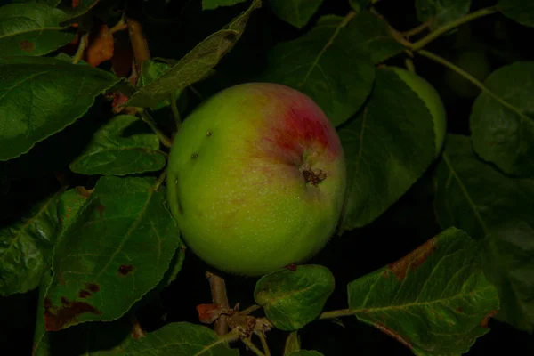 Groene Appels Tuin Regen — Stockfoto