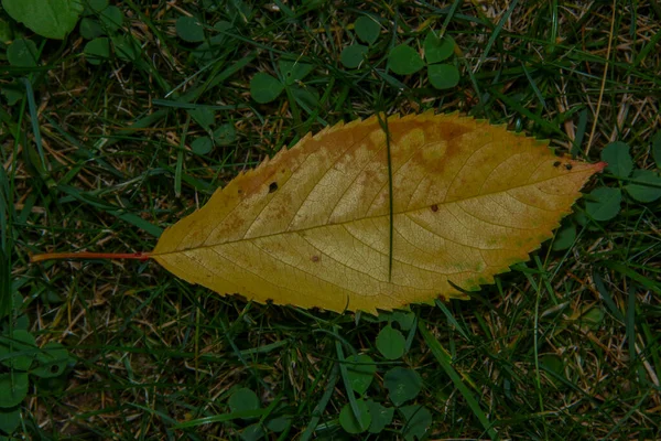 Yellow Cherry Leaves Green Grass — Stock Photo, Image