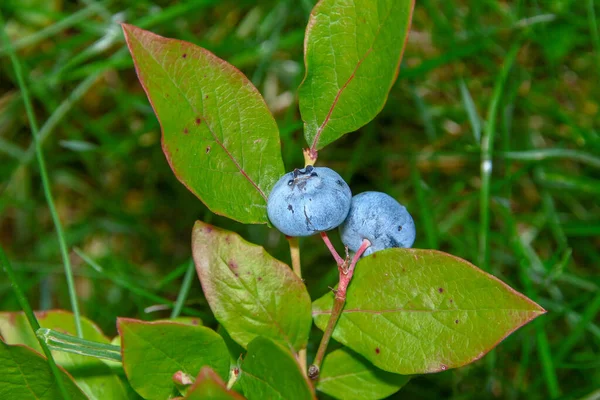 庭の緑の芝生の背景にブルーベリーのブルーベリー — ストック写真