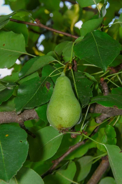 Green Pears Tree Green Leaves — Stock Photo, Image