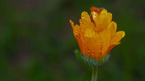 Little Yellow Flower Water Drops Petals Garden — Stock Photo, Image