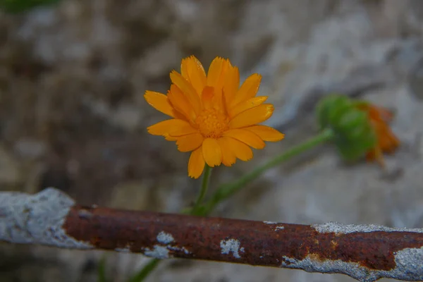 Маленький Желтый Цветок Капельками Воды Лепестках Саду — стоковое фото
