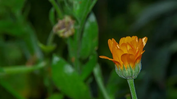 Pequeña Flor Amarilla Con Gotas Agua Sobre Los Pétalos Jardín — Foto de Stock
