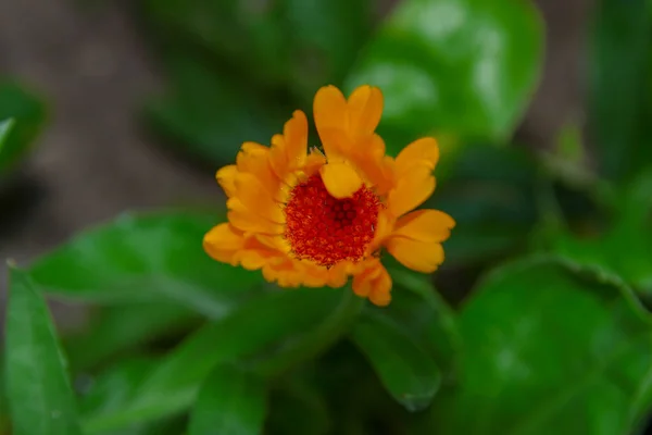 Pequena Flor Amarela Com Gotas Água Nas Pétalas Jardim — Fotografia de Stock